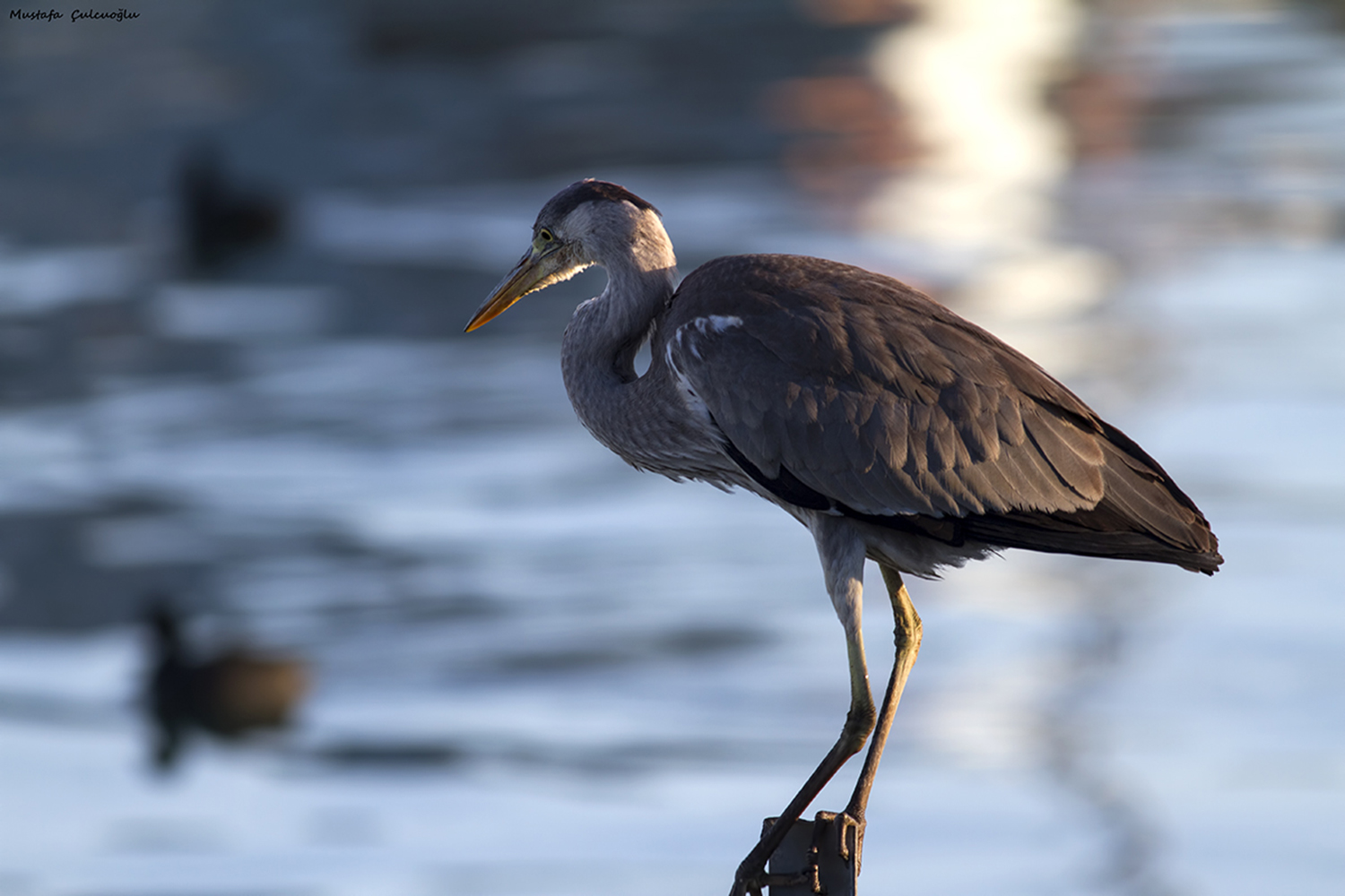 Gray Heron
